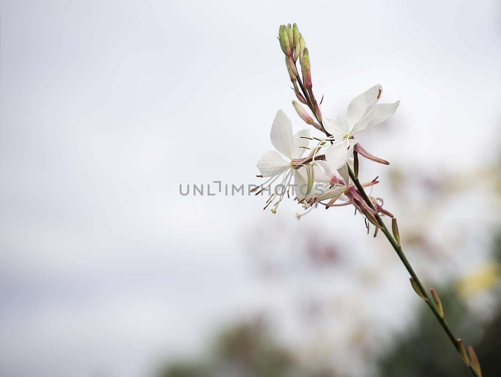 Gaura flower or butterfly bush with neutral copy-space background suitable for mourning condolence and sympathy greeting card