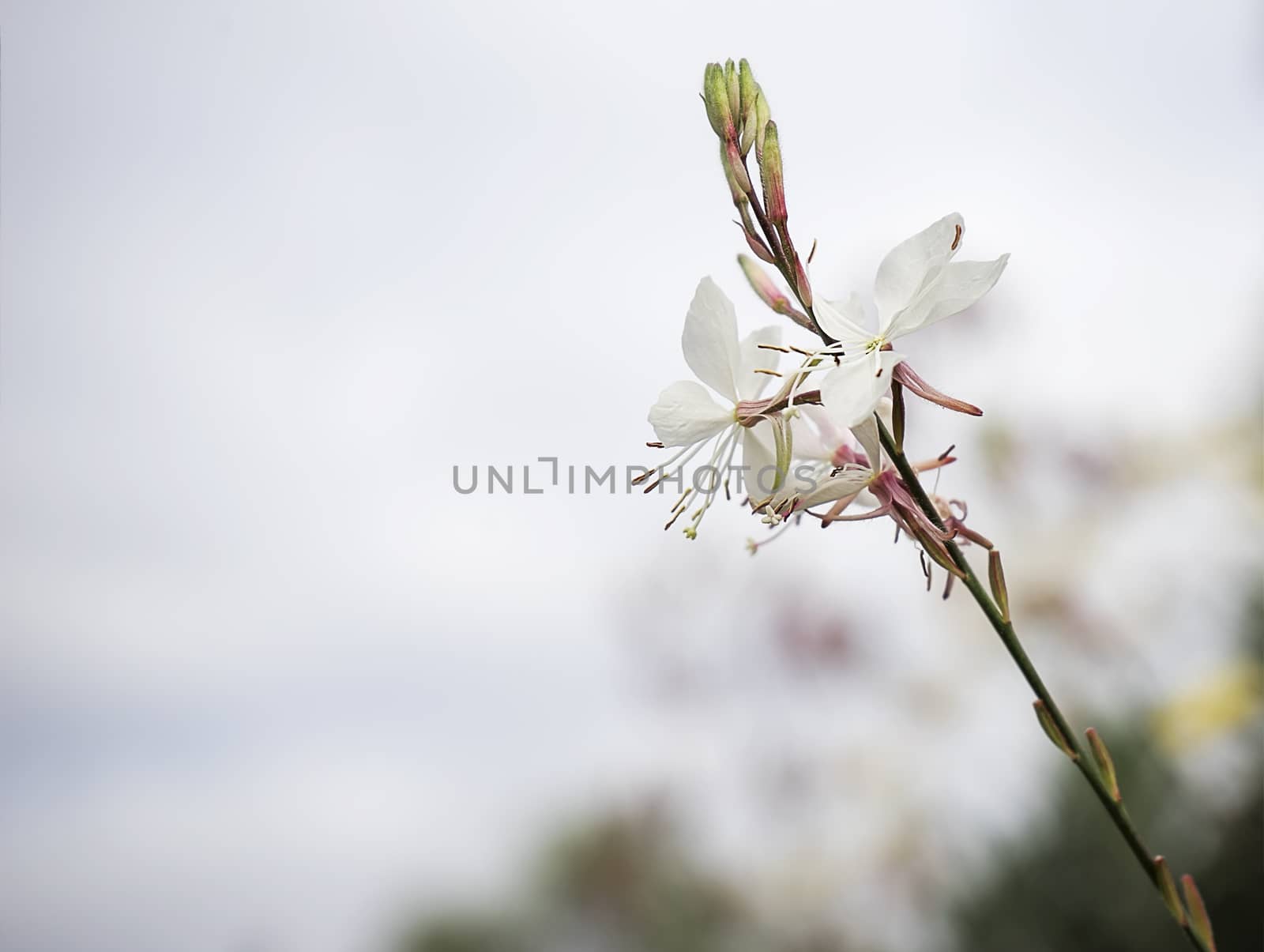 Gaura flower with neutral copy-space by sherj