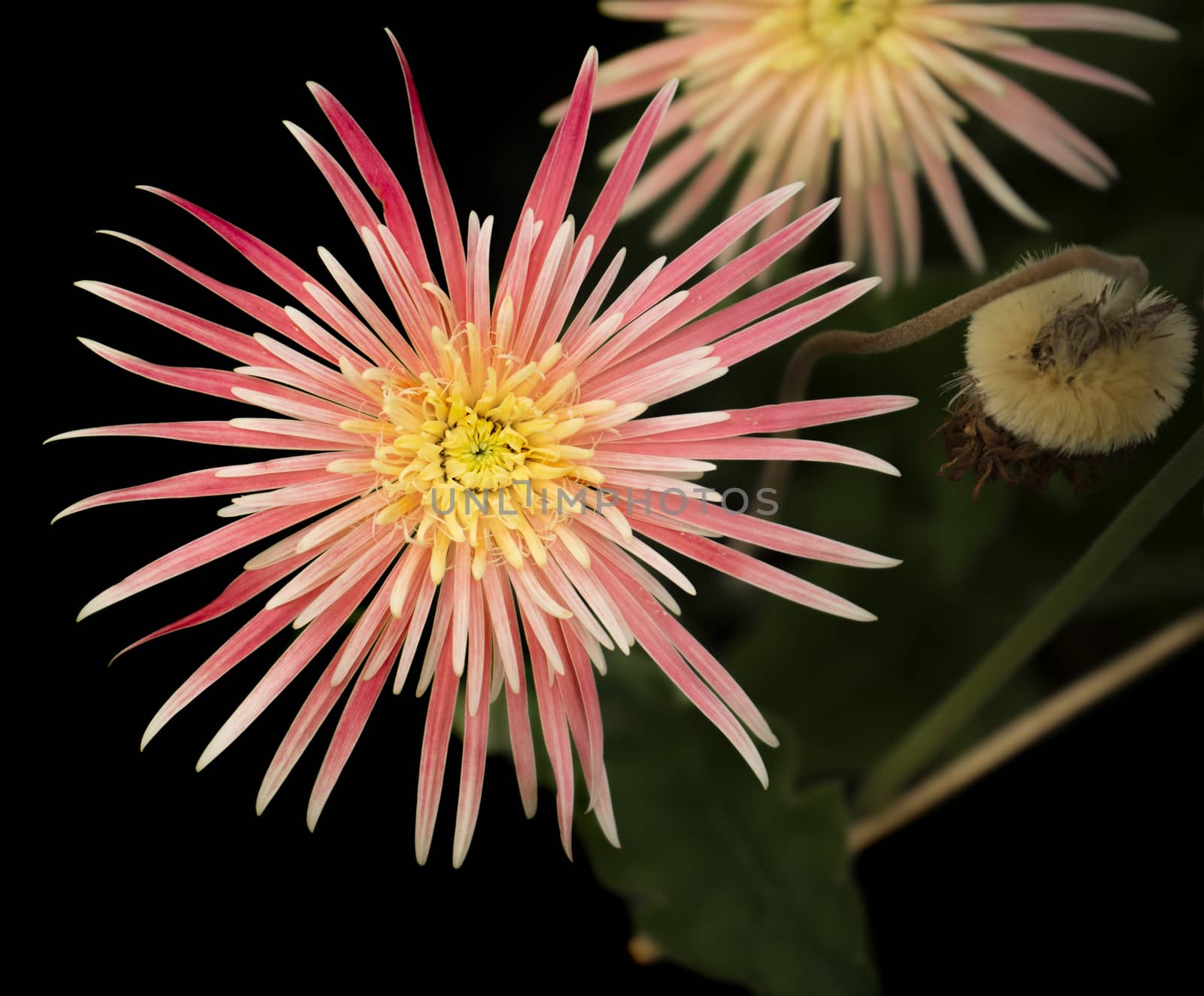 Gerbera flowers on a dark background by sherj