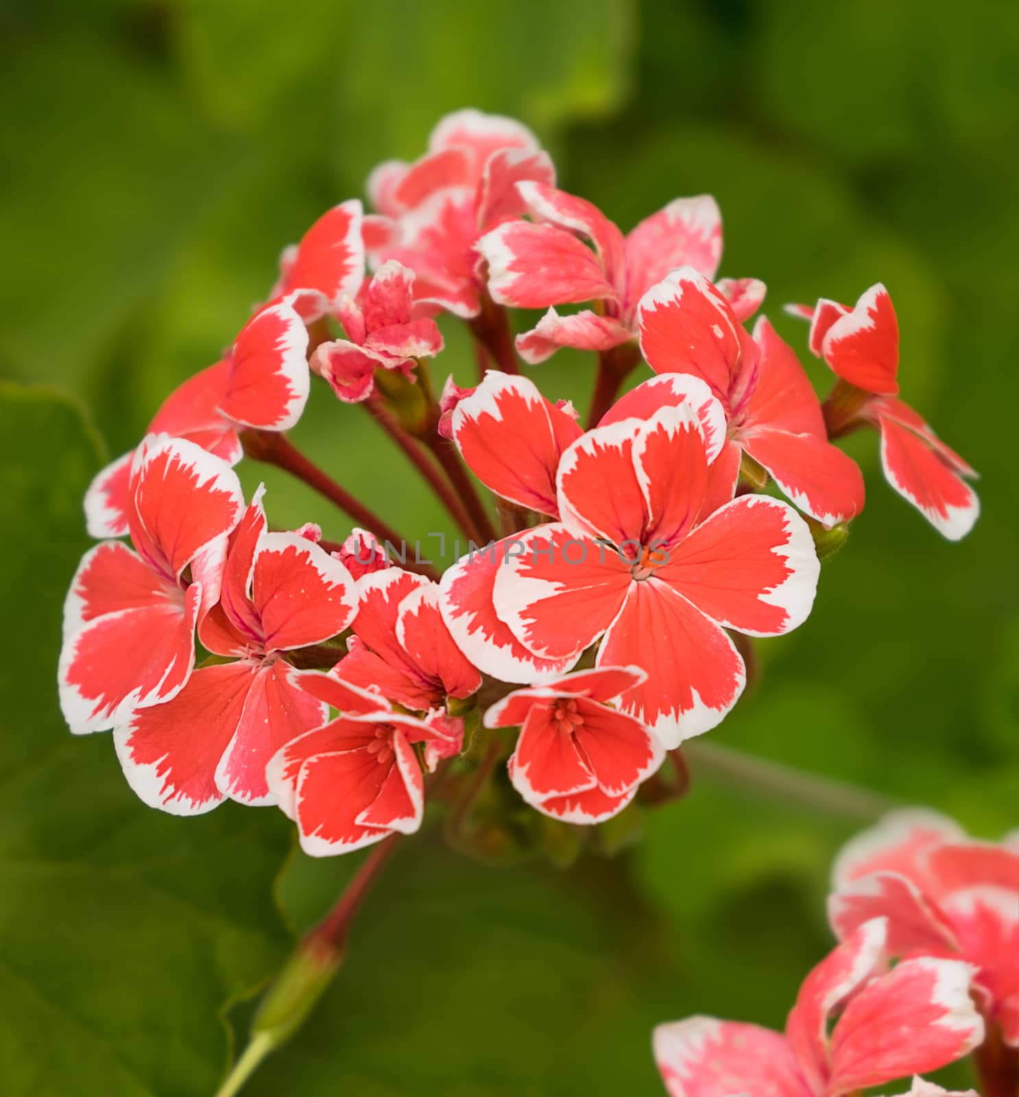 Variegated Geranium Flower Head by sherj