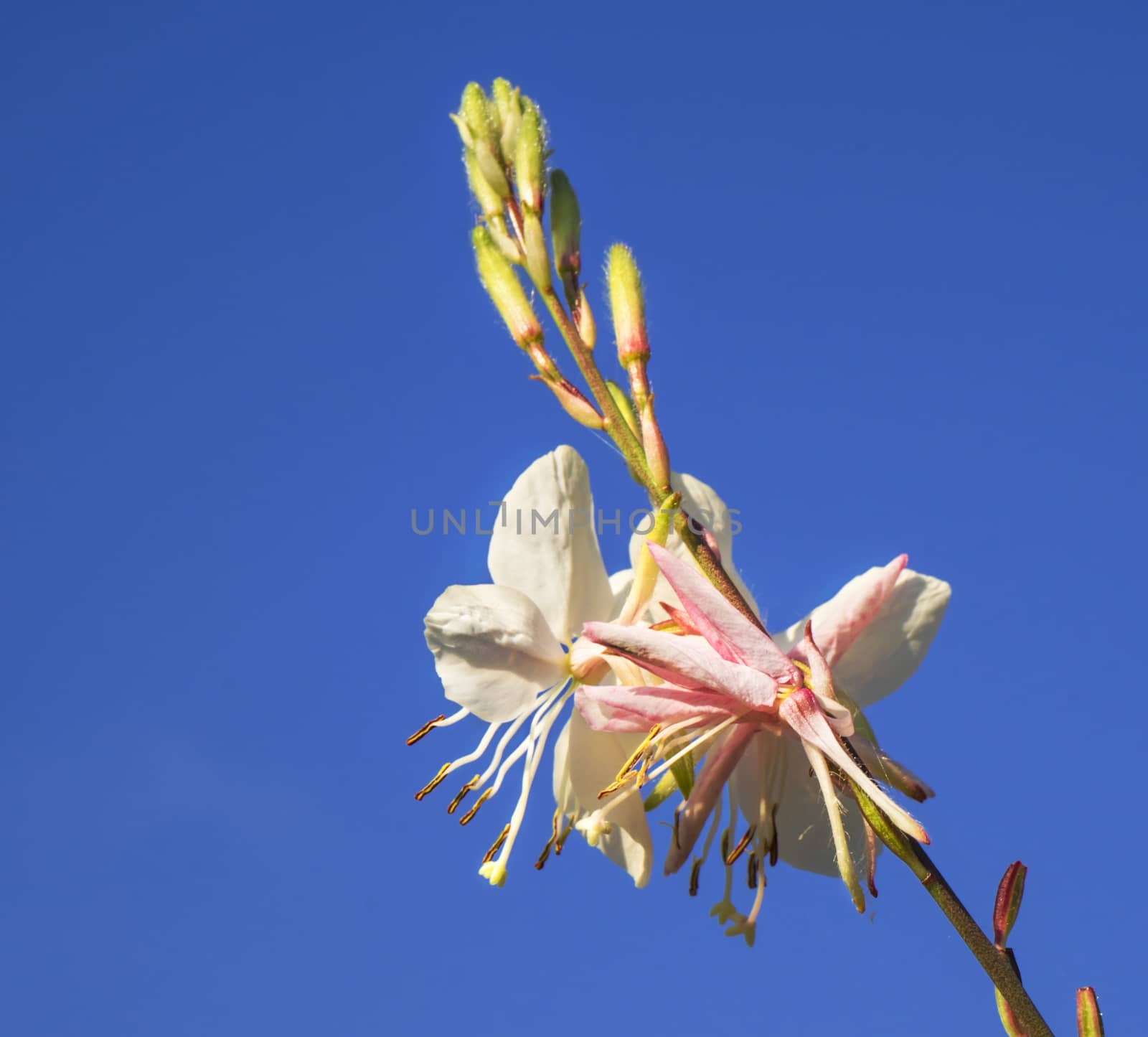 Gaura Spring Flower  by sherj