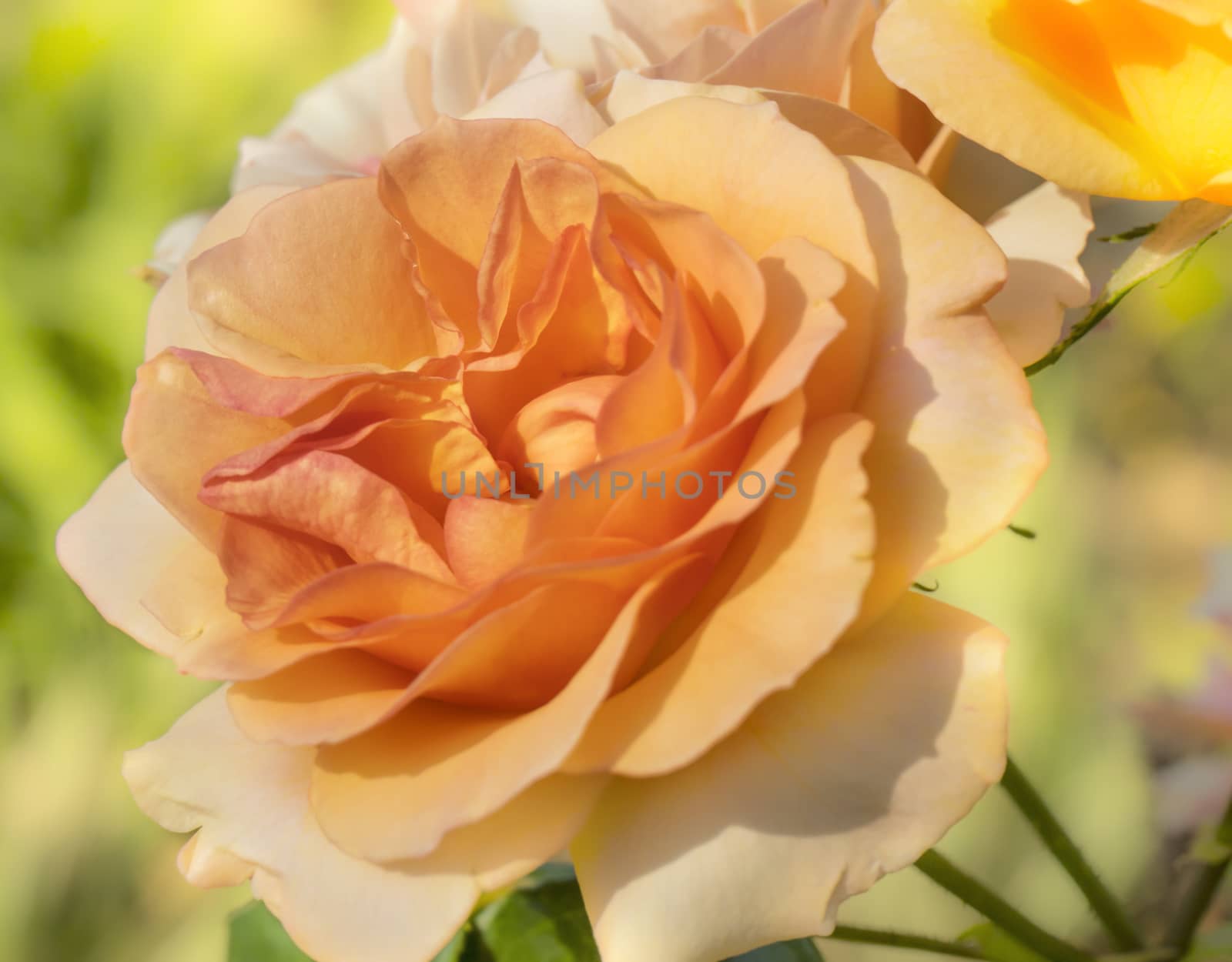 Single pastel Rose Blossom flowers in spring on bright background
