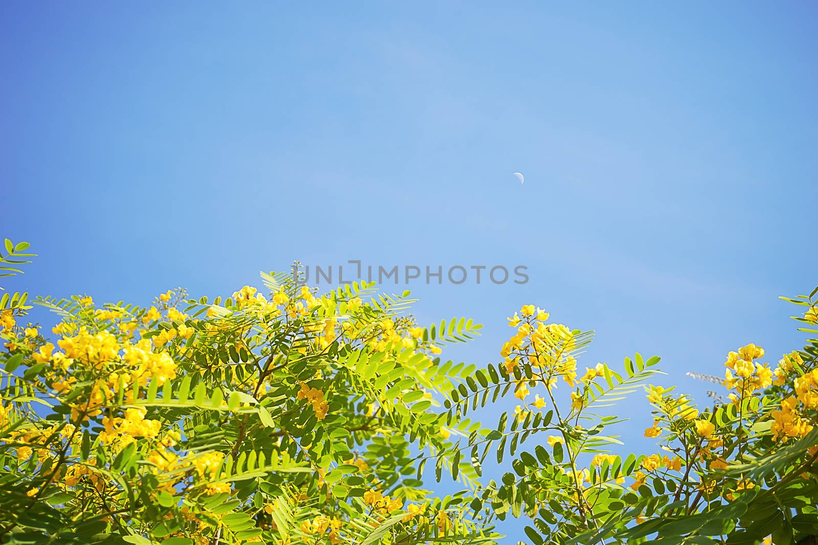 Green and gold of tipuana tipu or racehorse tree against a blue sky in spring