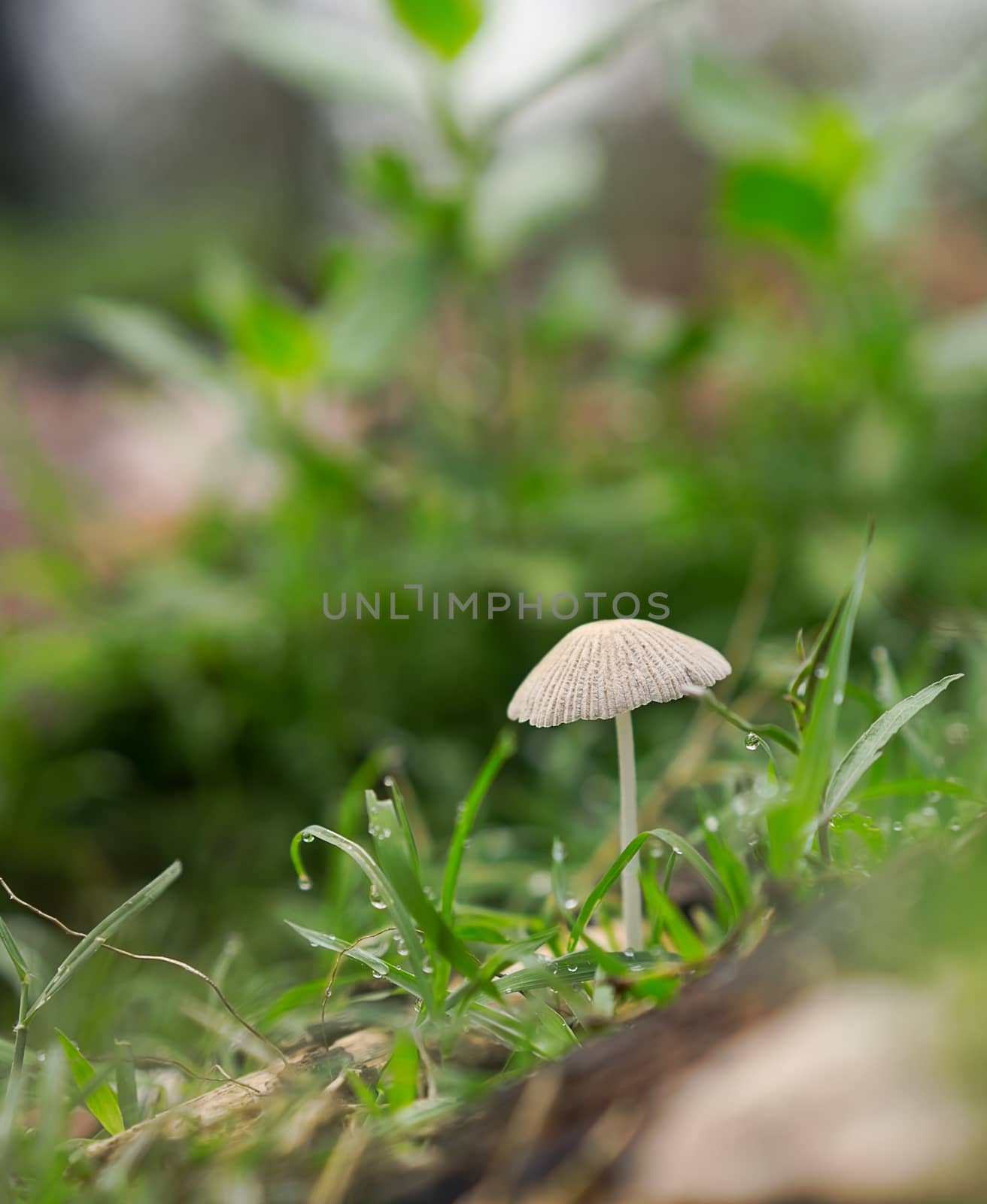 Life emerges after spring rain with green grass, mushroom fungi and raindrops