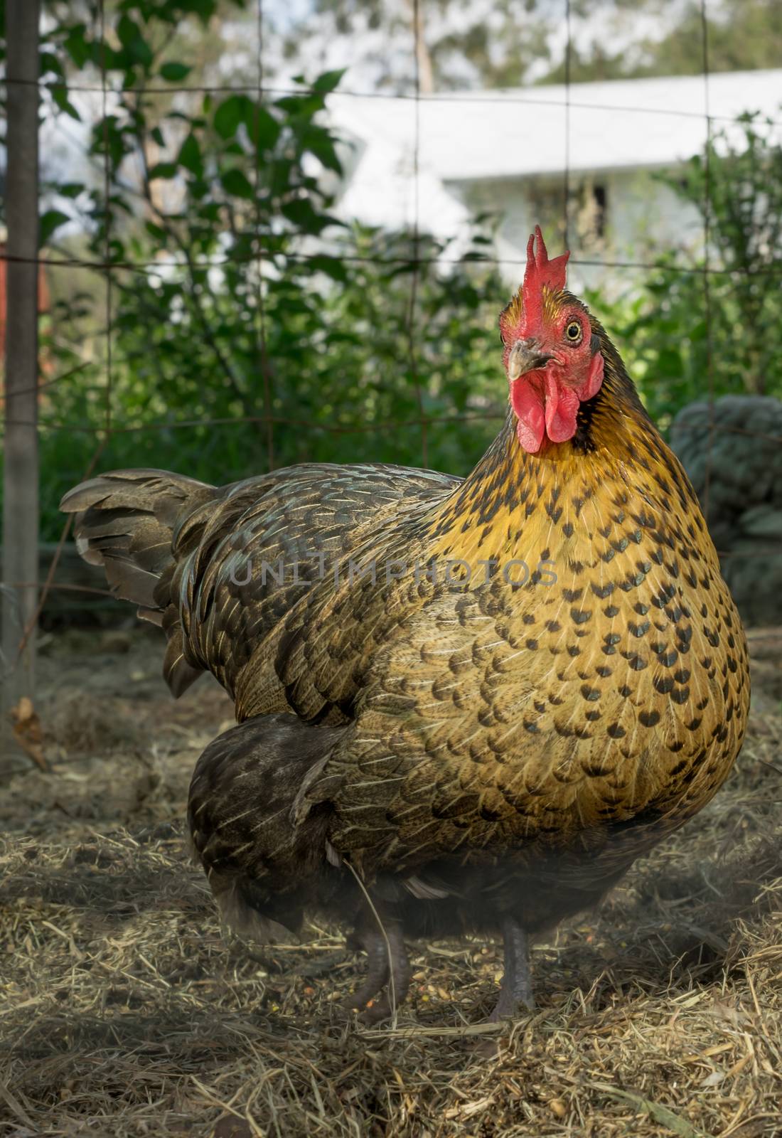 Backyard Poultry bantam hen free range raised for fresh organic eggs