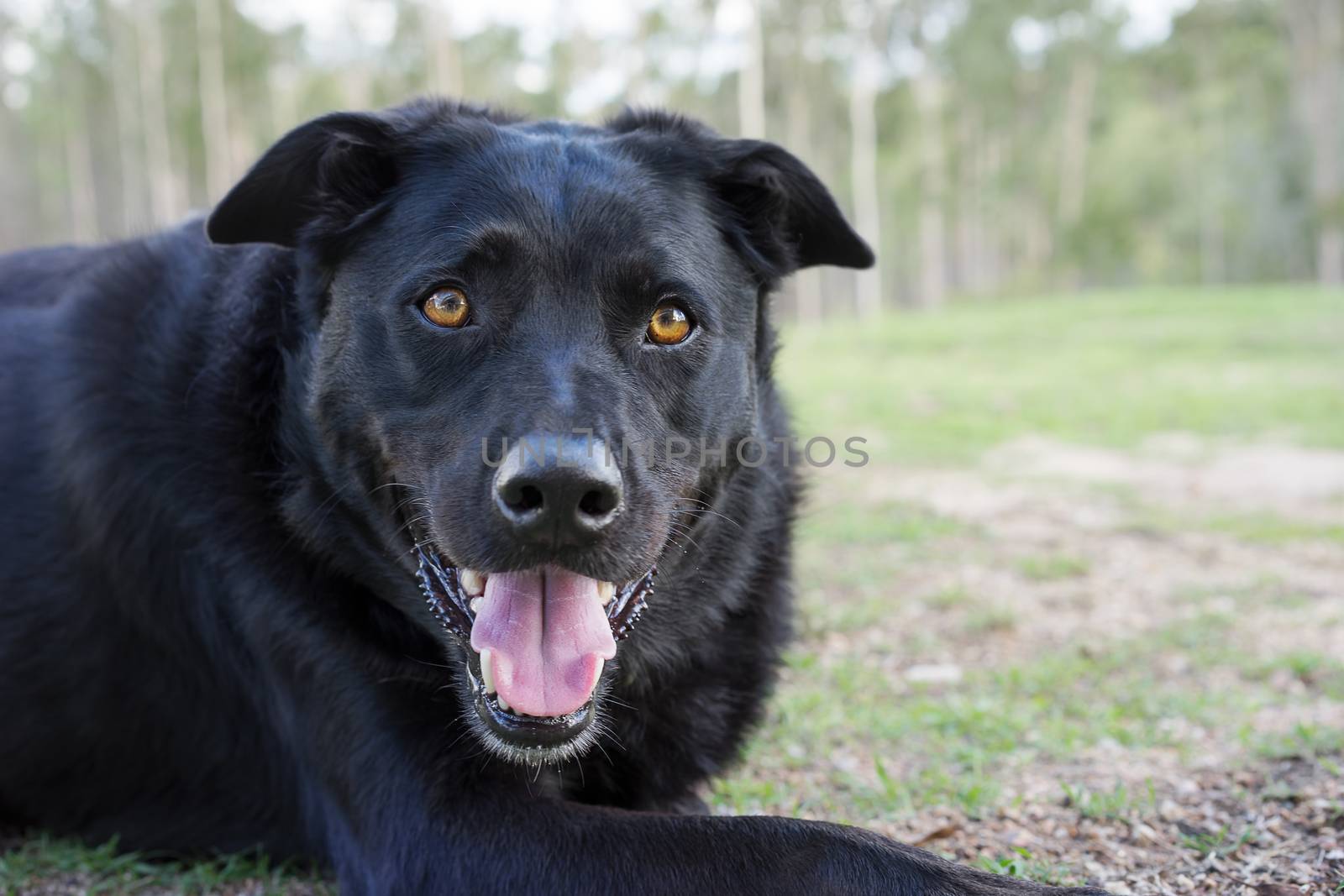 Black Australian Kelpie breed used as working dog on farms