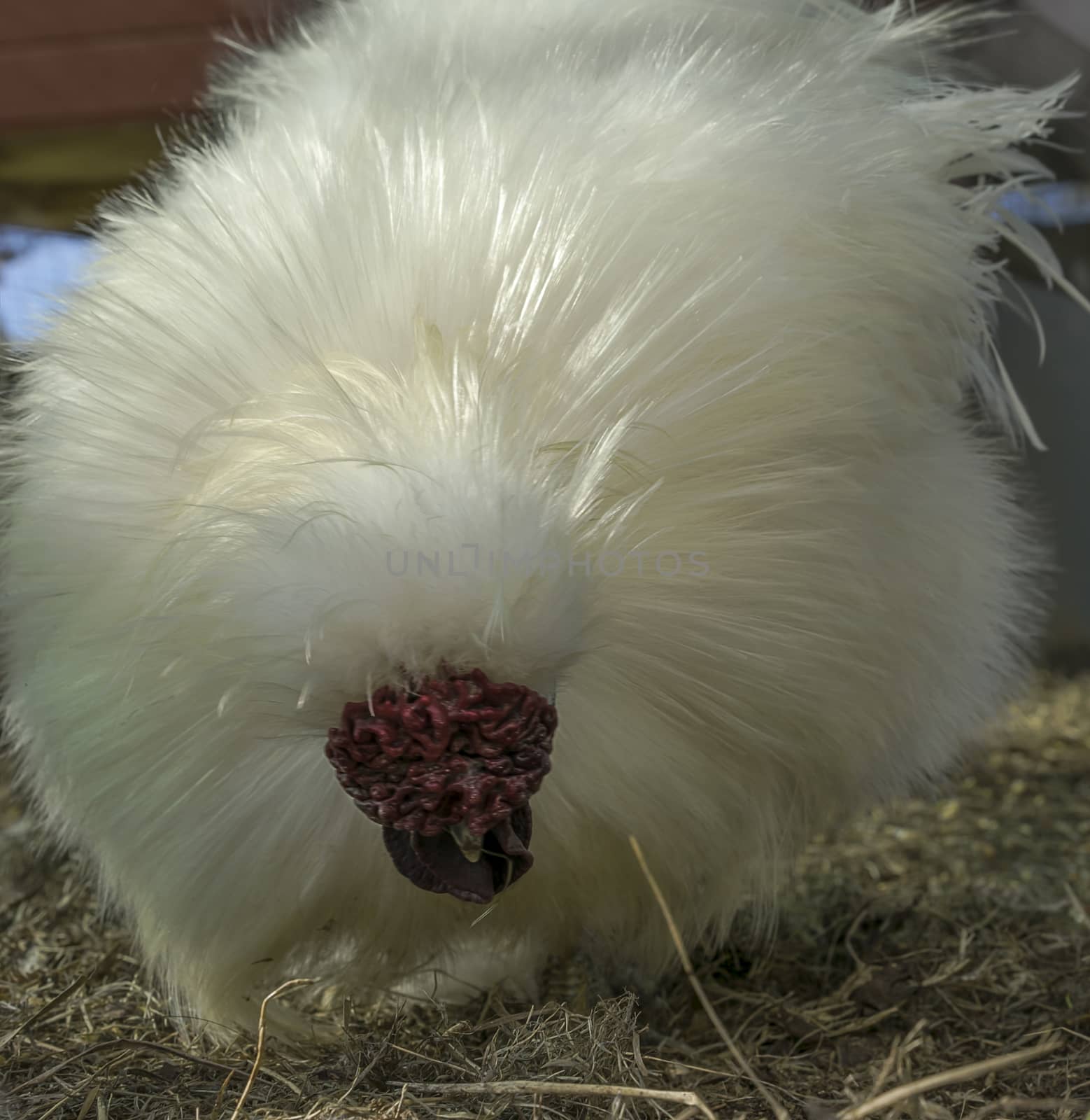 Soft Silky, Silkie Chinese Rooster by sherj
