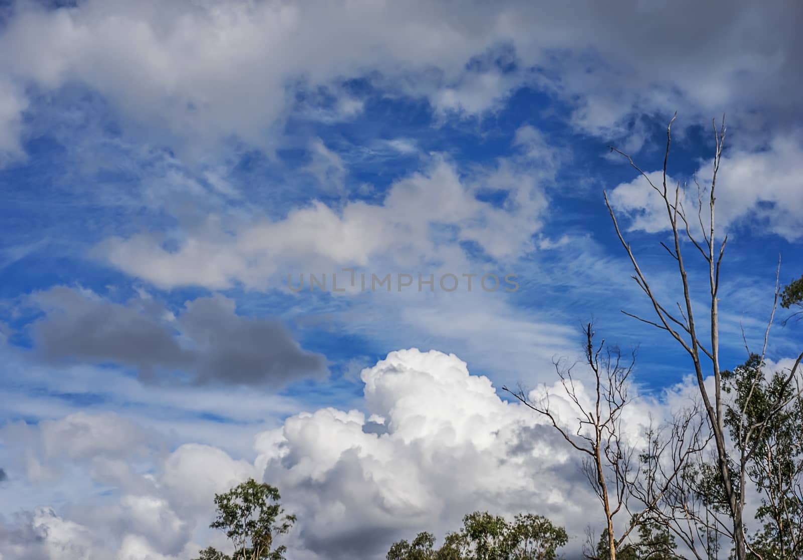 Australian Cloudscape with stormy cumulus clouds, blue sky and gum trees