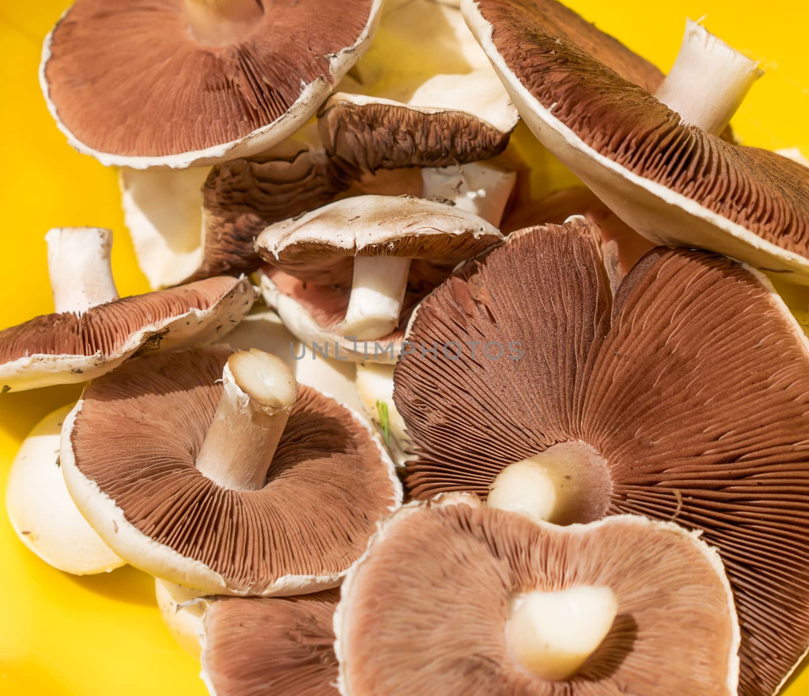 Fresh picked edible field mushrooms 