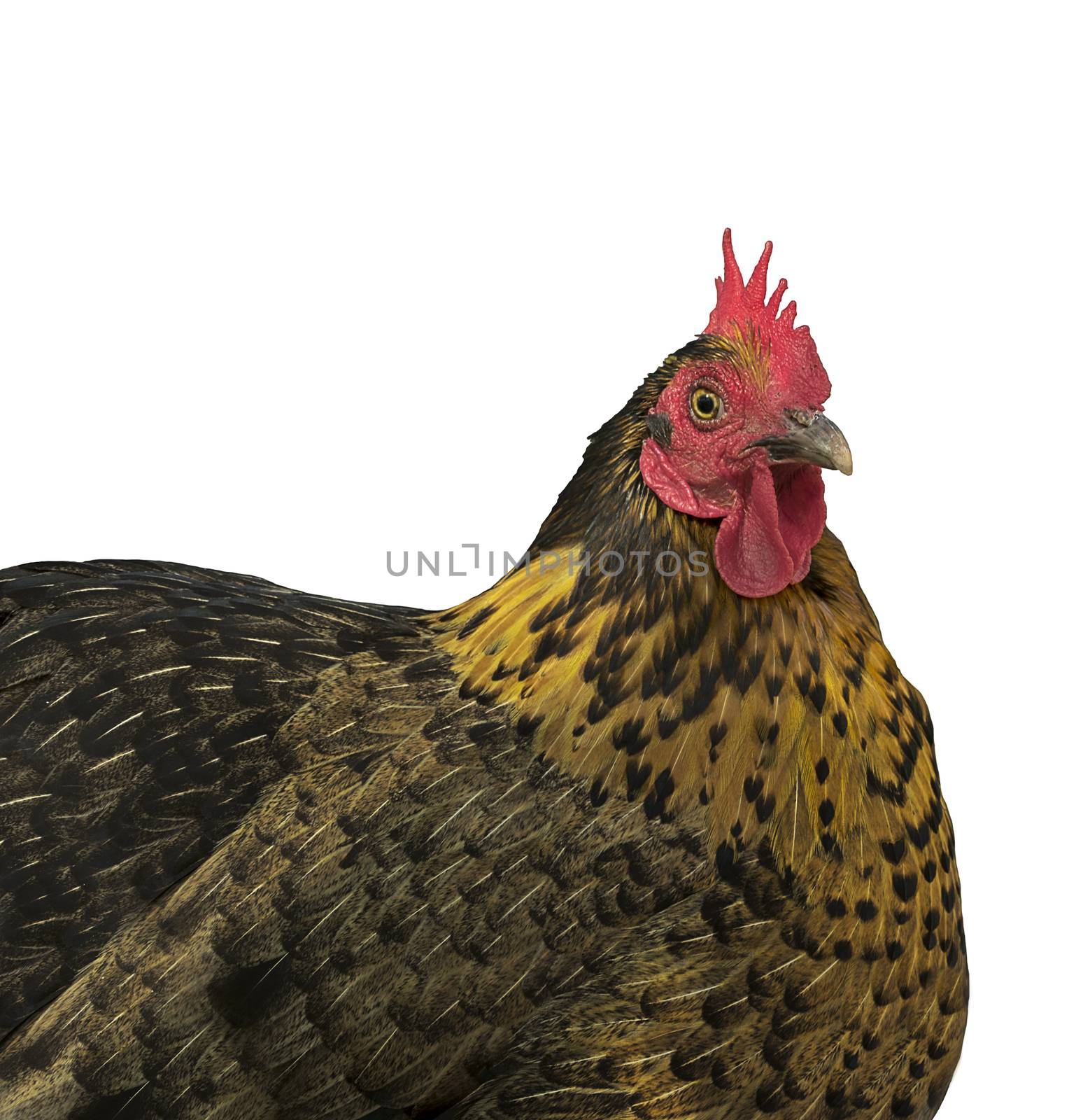 Isolated Backyard Poultry bantam hen free range raised for fresh organic eggs