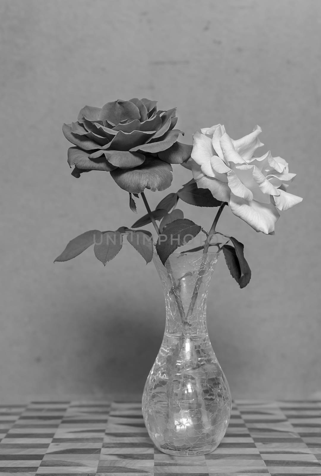 Black and white two 2 rose flowers against old dark grunge stained dirty backdrop background with copy-space 