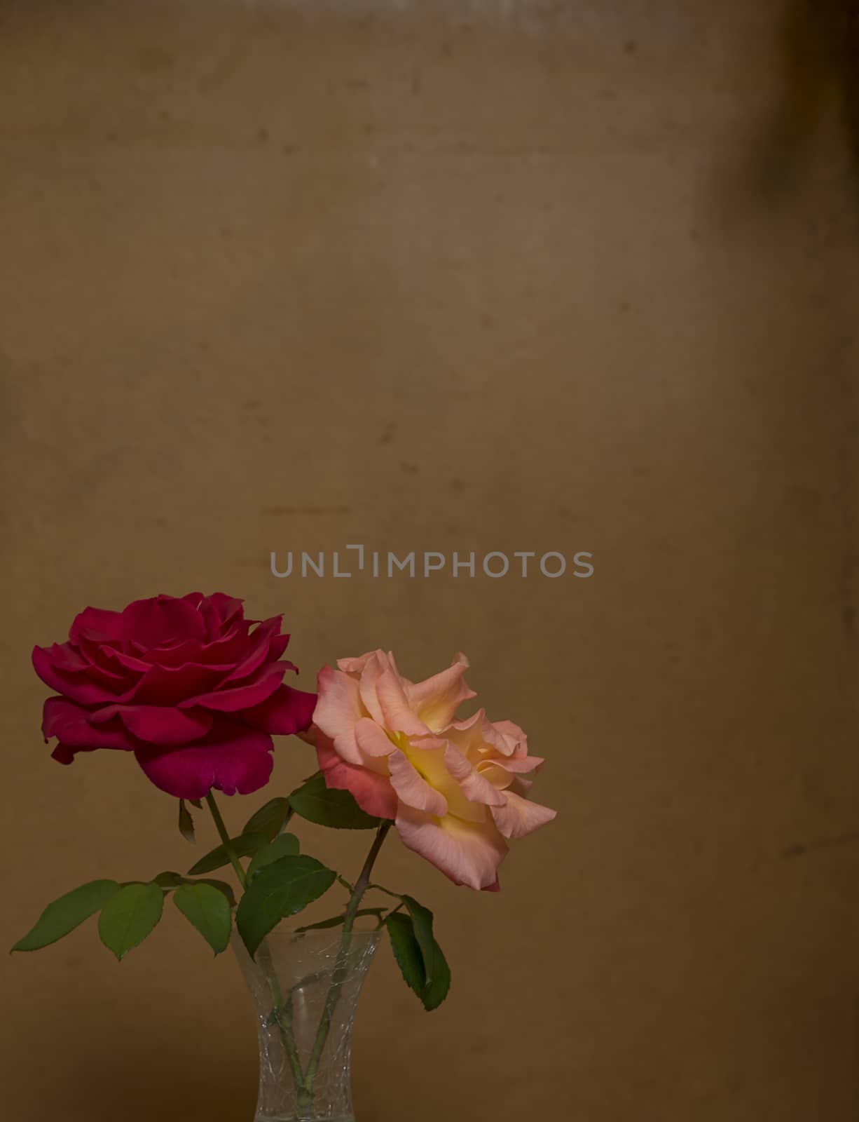 Two 2 Rose flowers against old dark grunge stained dirty backdrop background with copy-space 