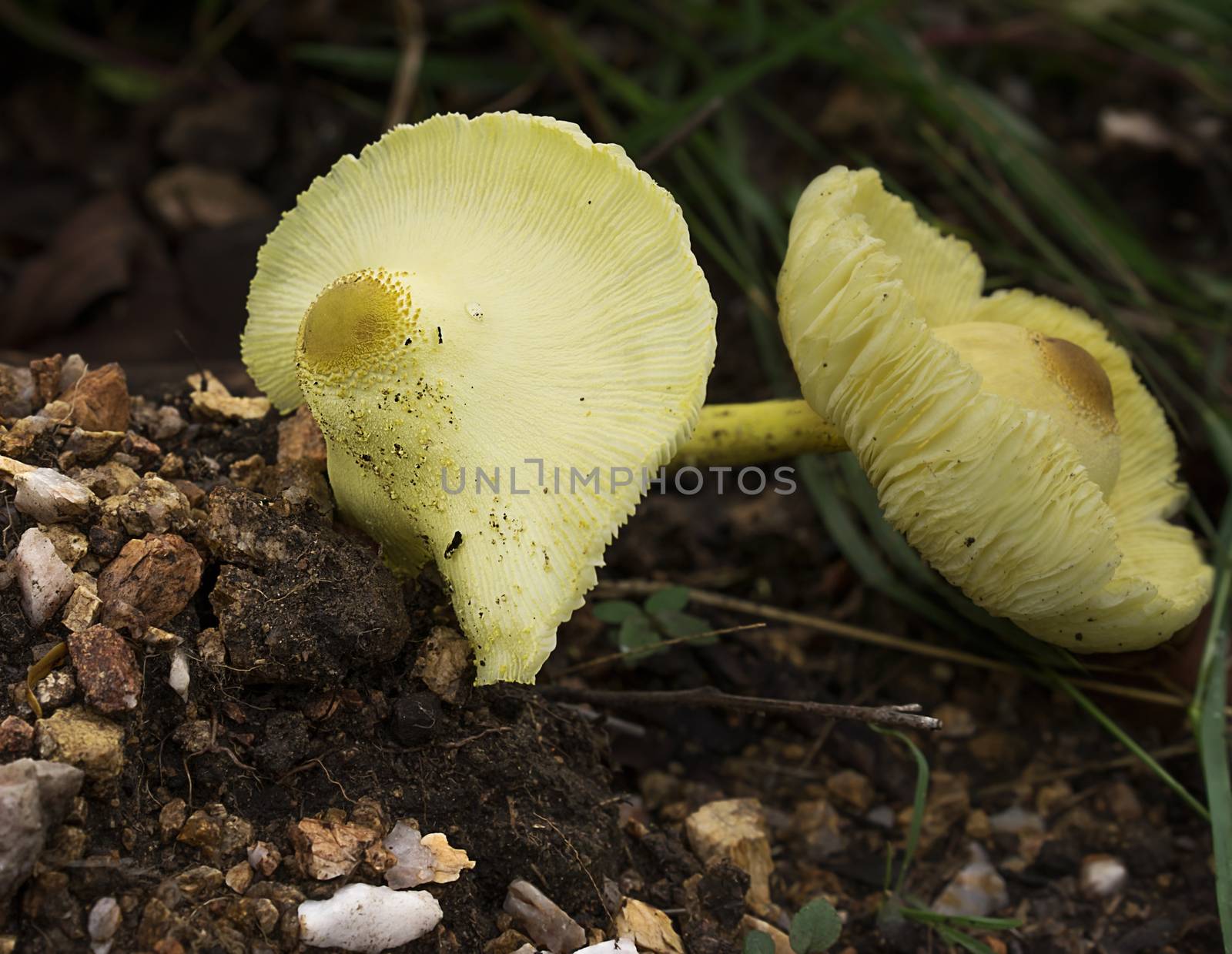 Yellow Leucocoprinus species of mushroom fungi growing in natural environment