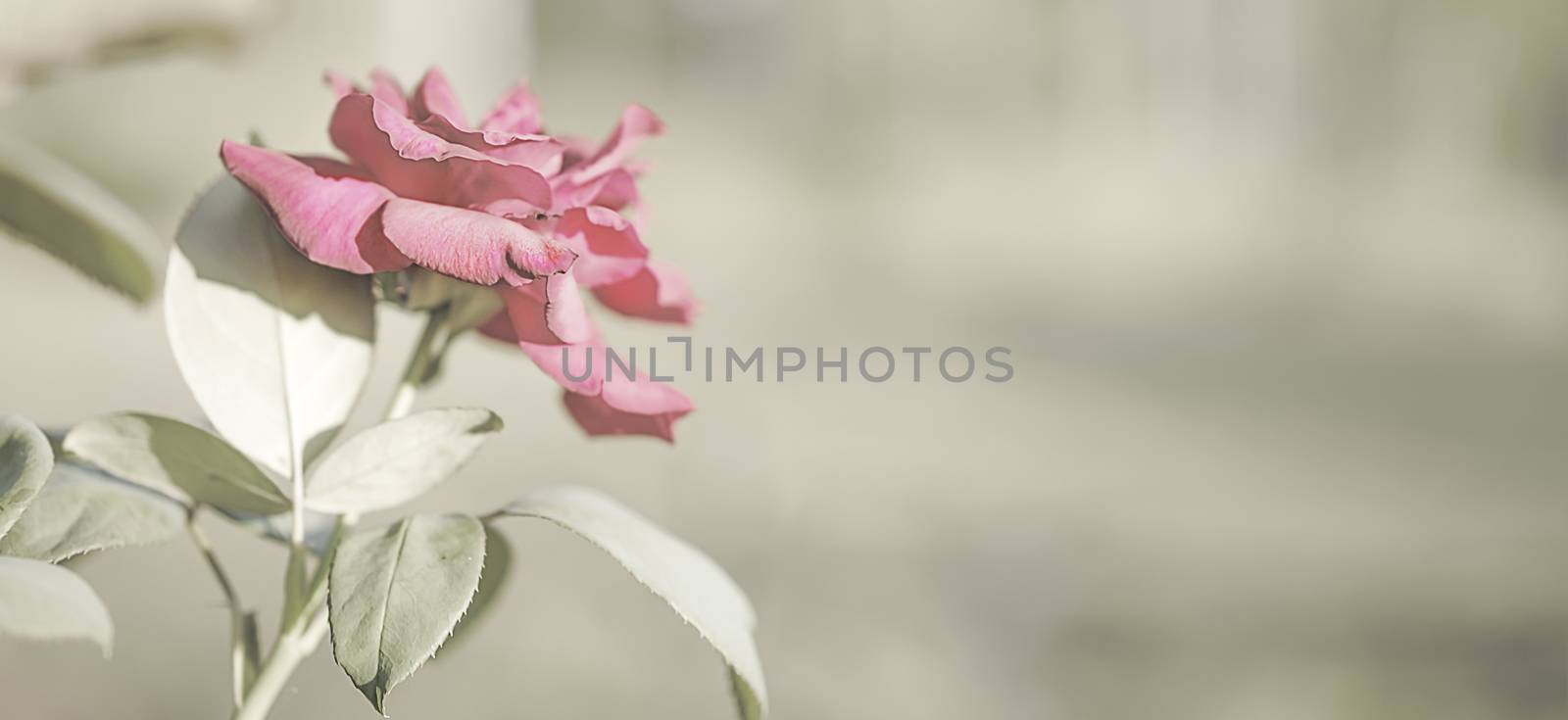 Pink rose flower background with neutral copy-space background suitable for sorrow,  funeral, mourning, condolence or sympathy greeting card