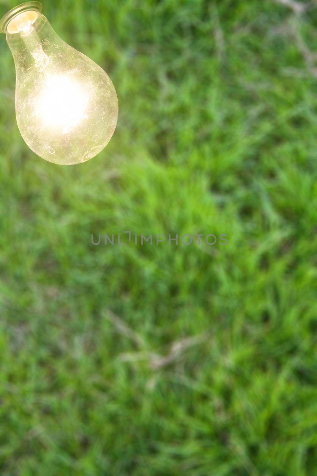 Light bulb with green grass background.