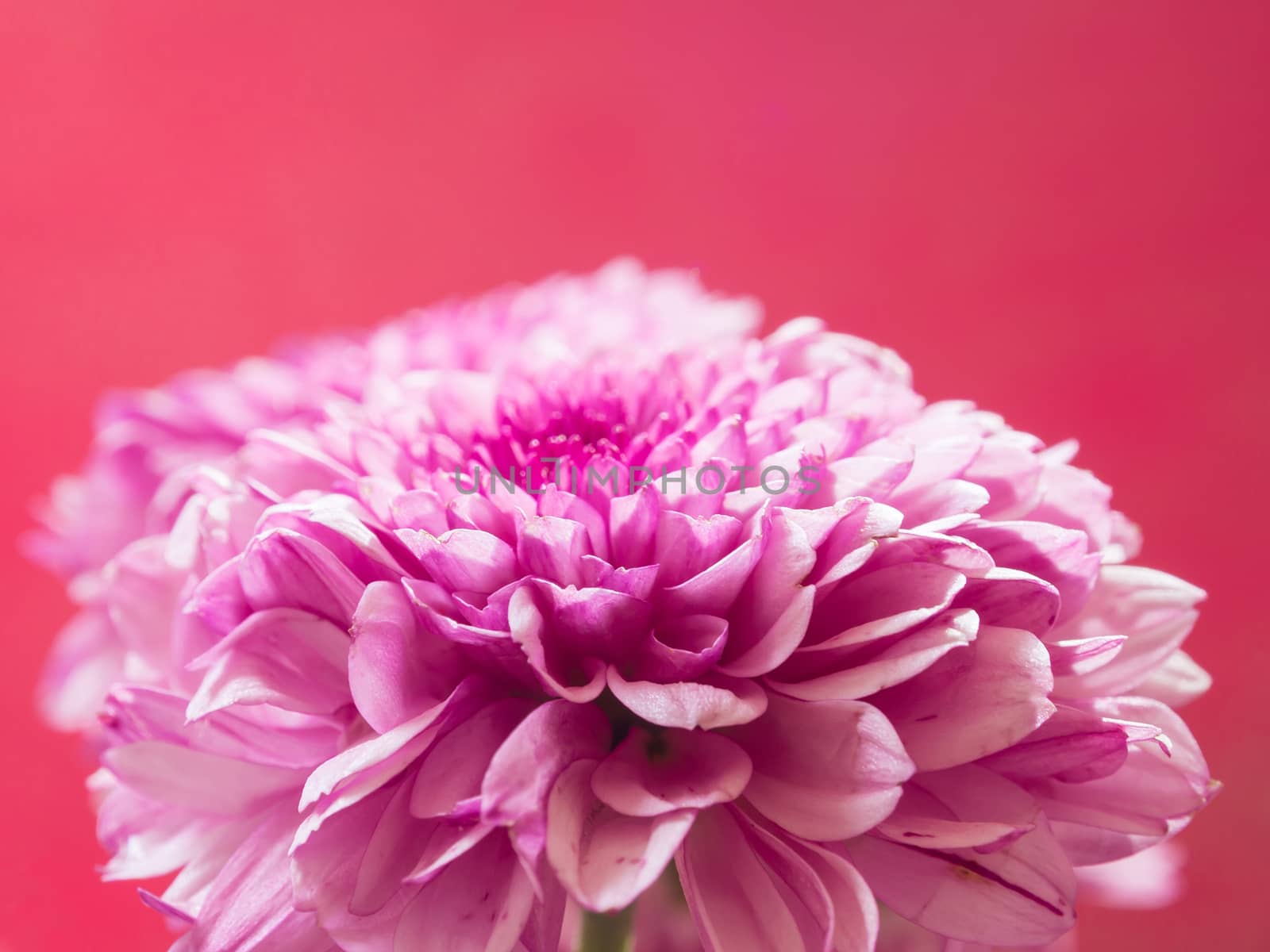 Beautiful chrysanthemum close-up on pink background