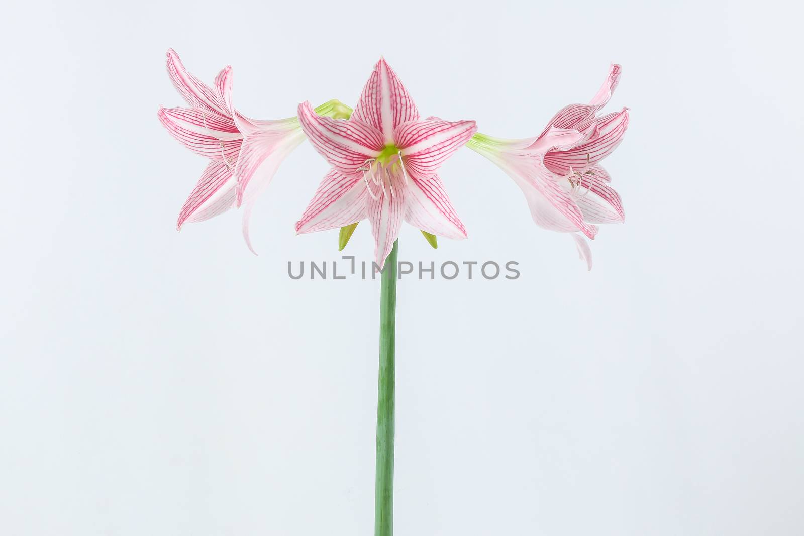 flower of pink amaryllis isolated on white background