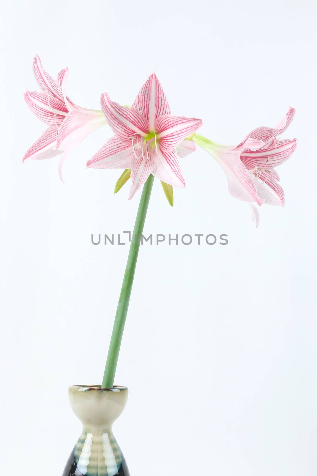 pink amaryllis by simpleBE