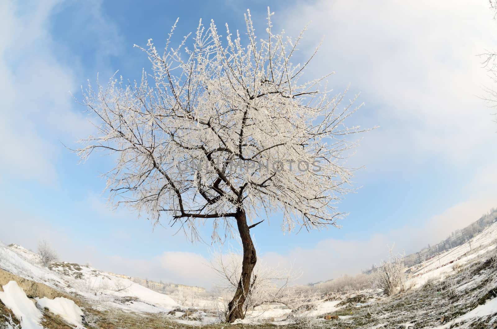 Alone frozen tree in winter snowy field