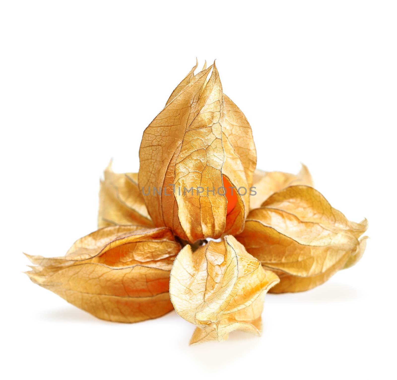 Ripe physalis  isolated on white background by 918