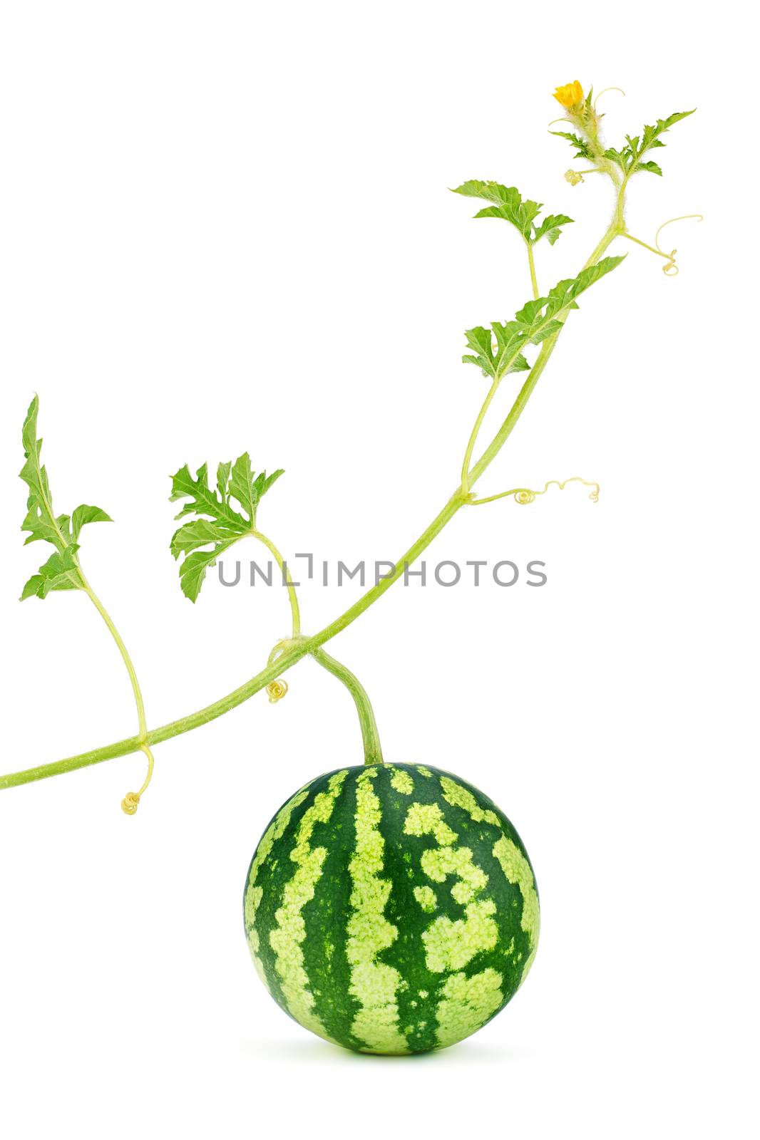 Watermelon fresh, juicy with green stem, leafs and yellow blossom, organic. Food close-up, isolated on white background
