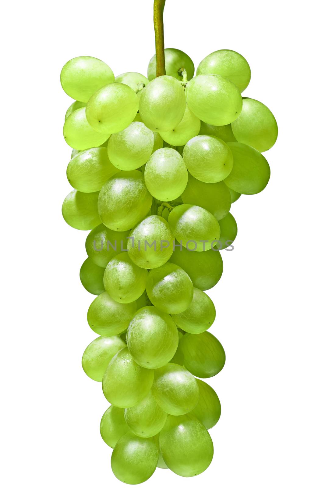 Fresh ripe green branch of grapes. Isolated on white background, food close-up