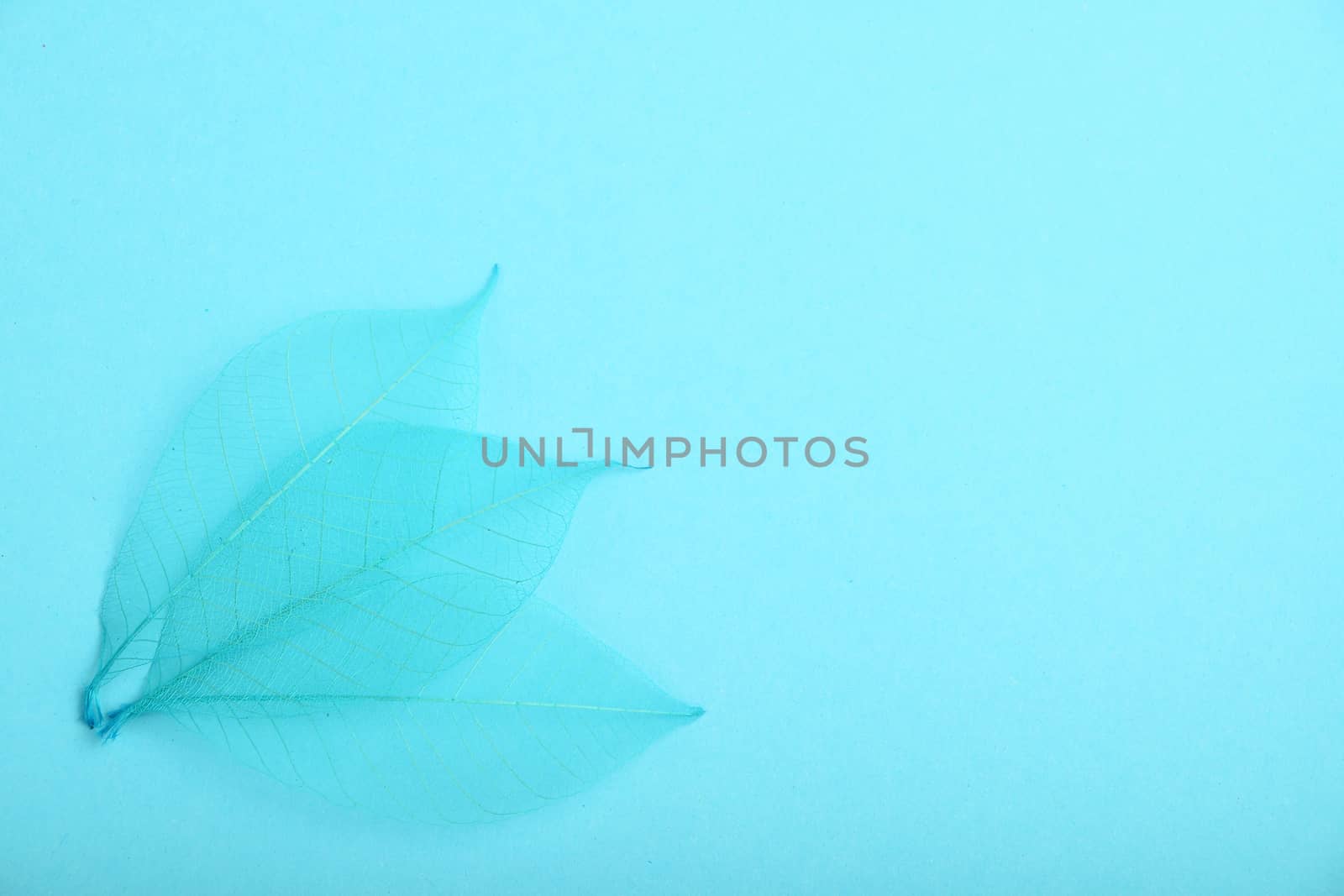 Three blue dried skeleton leaves decoration overlap in corner on design paper background