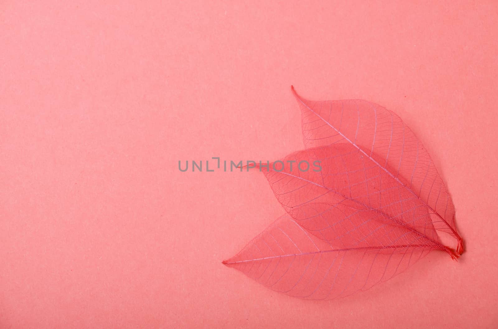 Three red dried skeleton leaves decoration overlap in corner on pink paper background