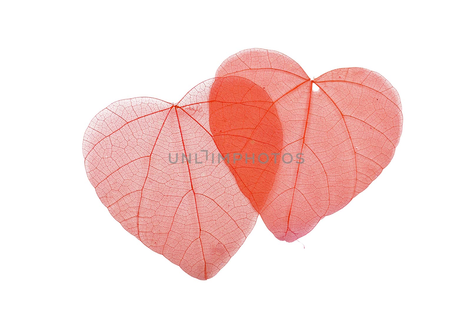 Two red heart shaped dried skeleton leaves decoration overlap together isolated on white background