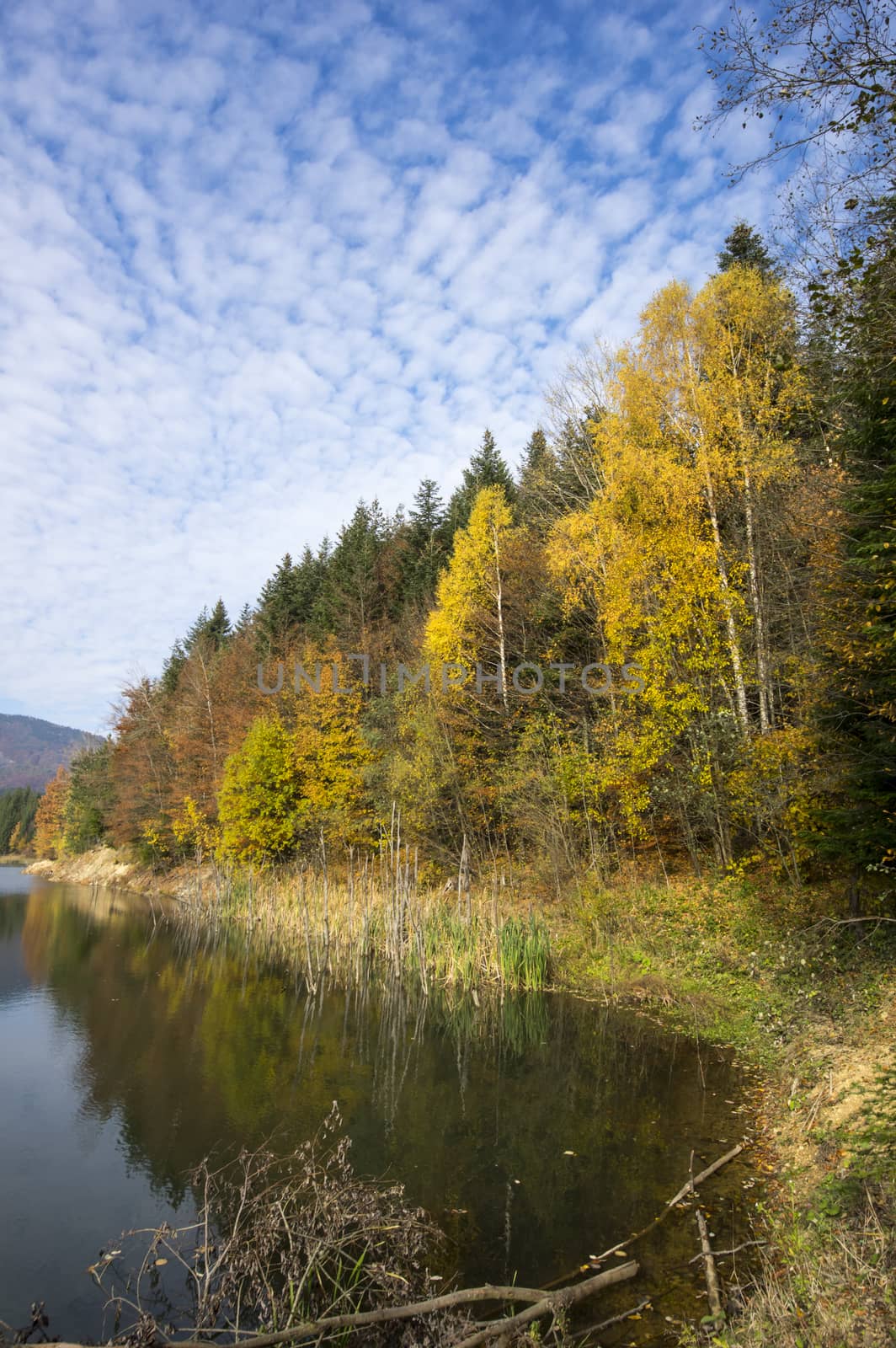 Autumn tree mountain and lake. Cuejdel lake was born 30 years ago (a landfall on river Cuejdel), Today is the biggest natural dam lake in Europe.