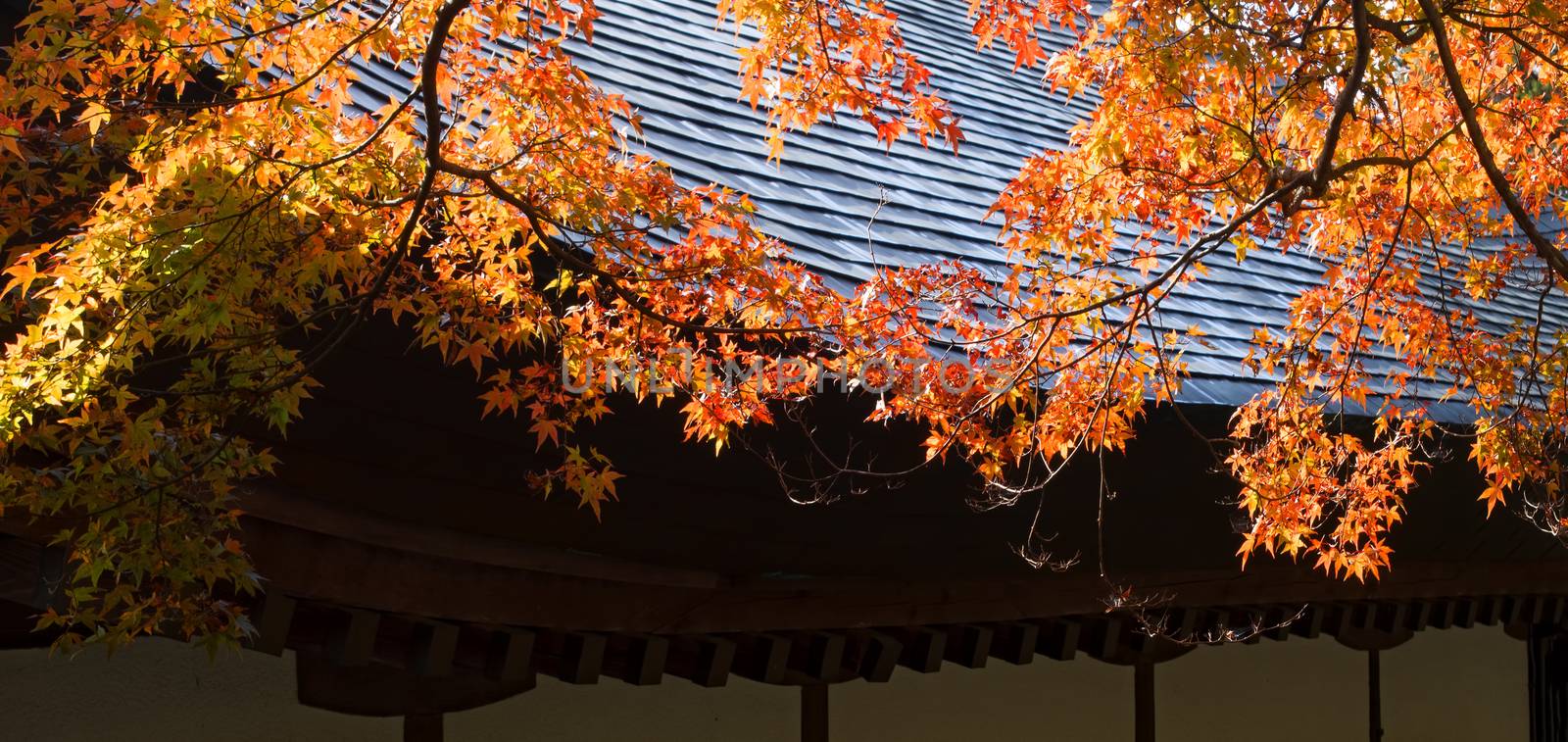 close up of backlit golden autumn foliage