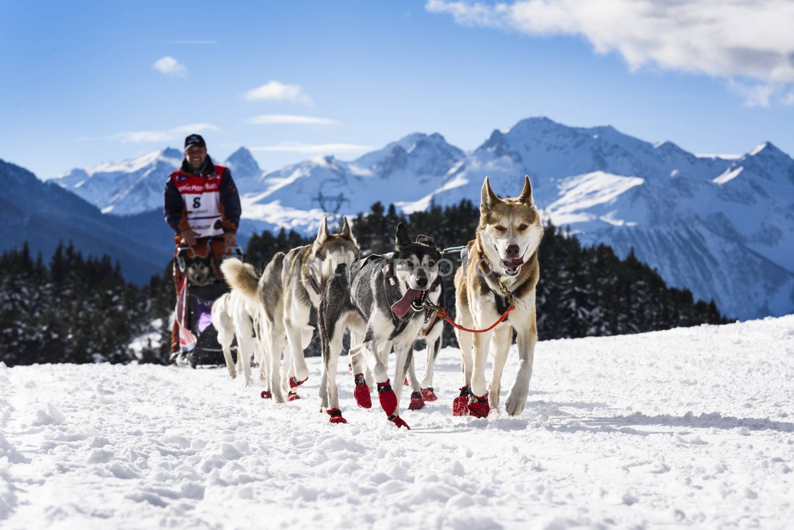 SARDIERES VANOISE, FRANCE - JANUARY 20 2016 - the GRANDE ODYSSEE the hardest mushers race in savoie Mont-Blanc, Andreas Kraft, germanic musher, Vanoise, Alps
