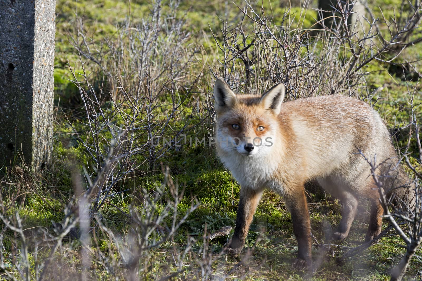 wild red fox looking in camera on sunny day in holland amsterdam waterleding duingebied nature area