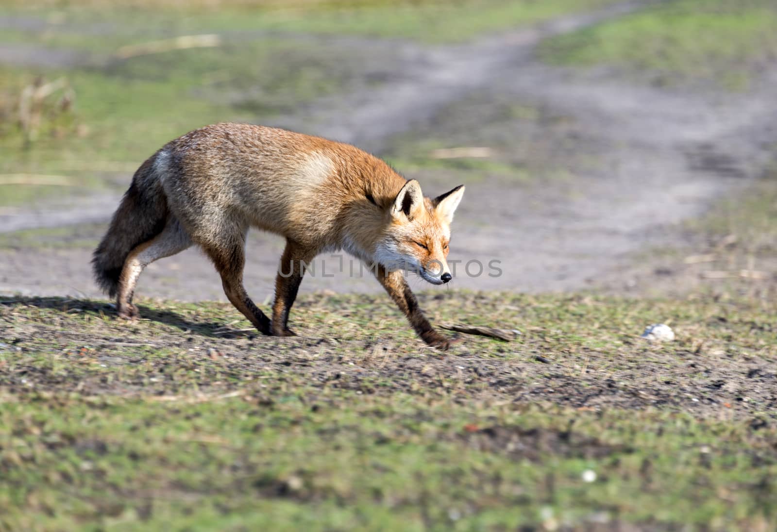 wild red fox looking in camera on sunny day in holland amsterdam waterleding duingebied nature area