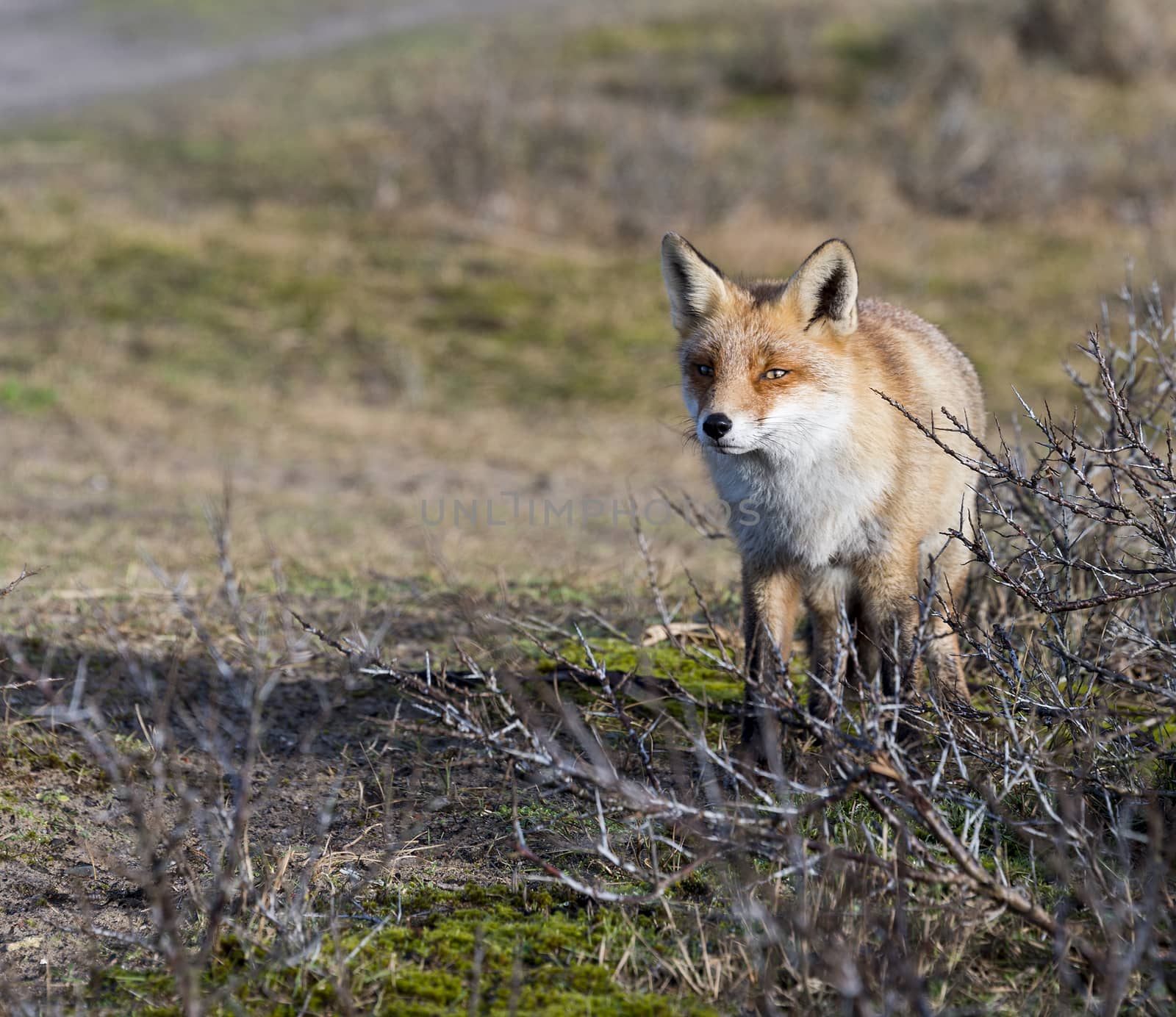 wild red fox looking in camera on sunny day in holland amsterdam waterleding duingebied nature area