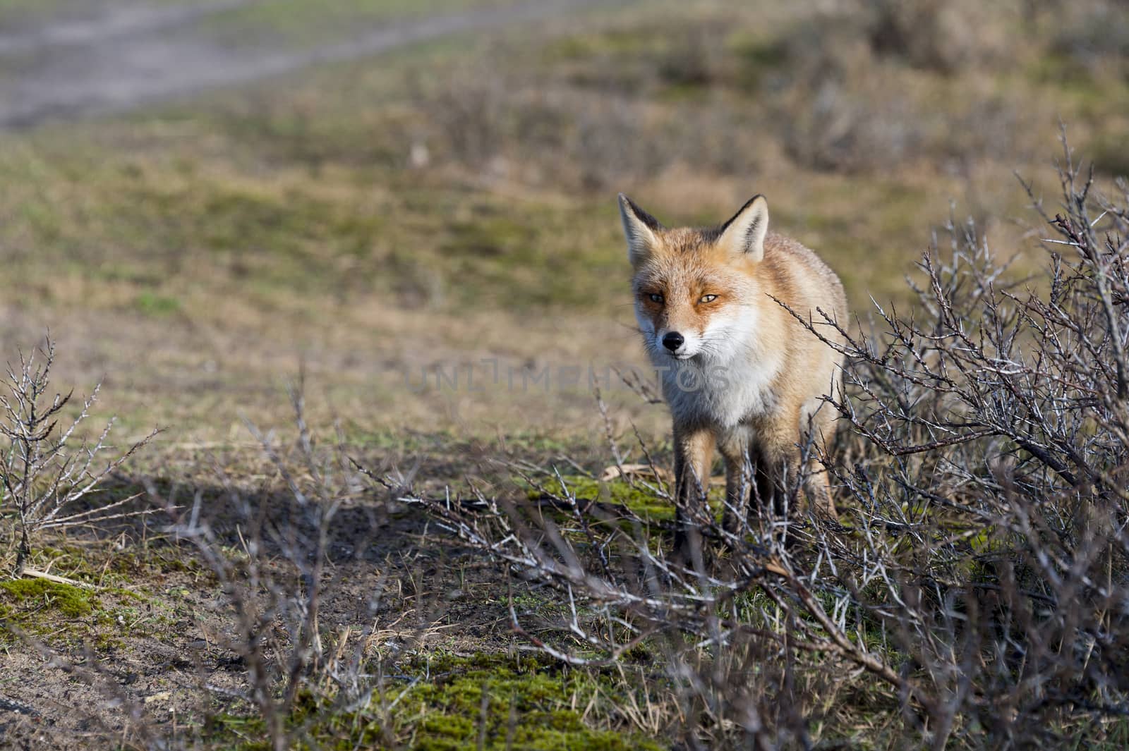 wild red fox looking in camera on sunny day in holland amsterdam waterleding duingebied nature area