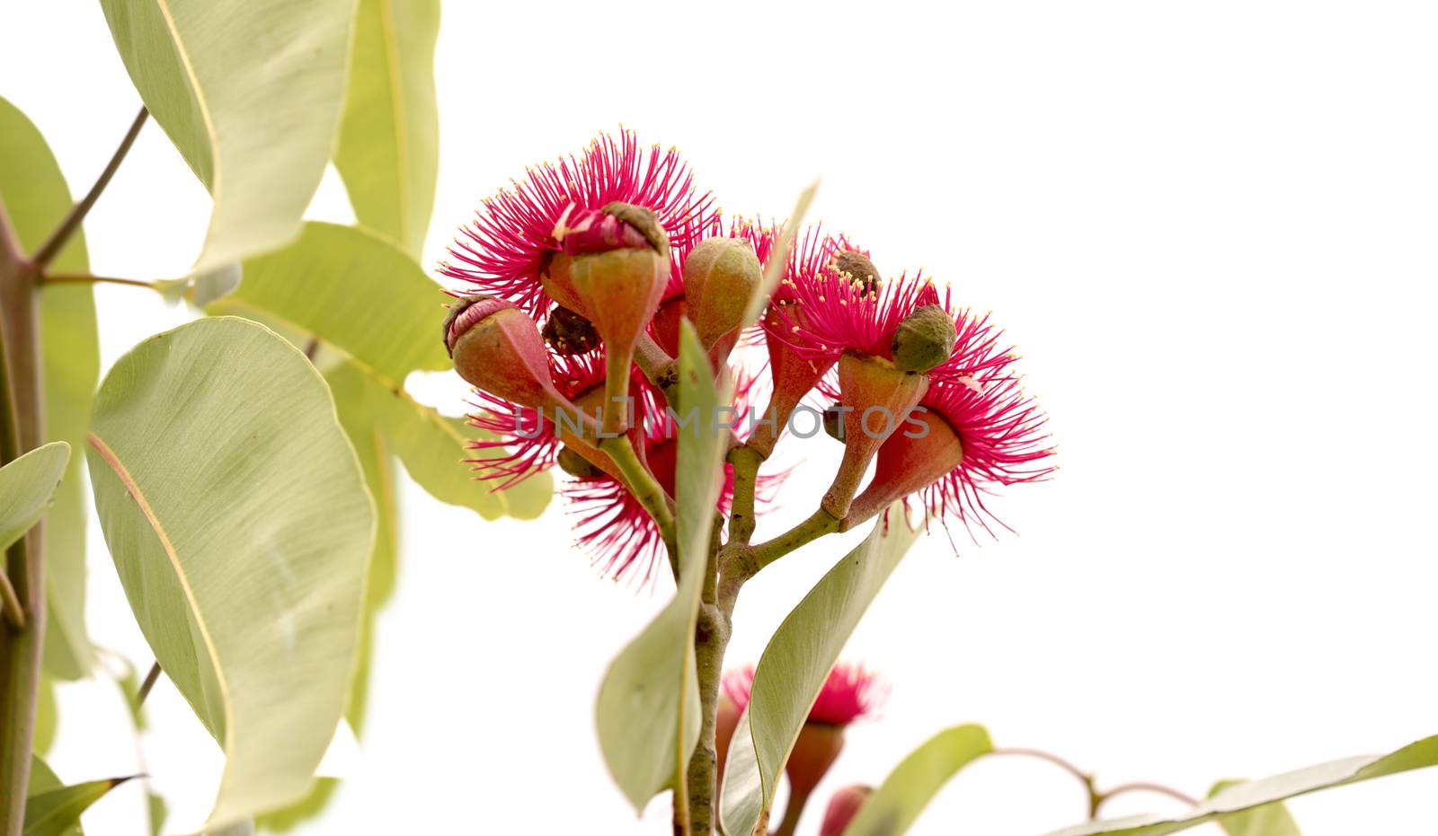 cluster of deep red flowers of Eucalyptus ptychocarpa an Australian red flowering bloodwood with large gum leaves Isolated on white background