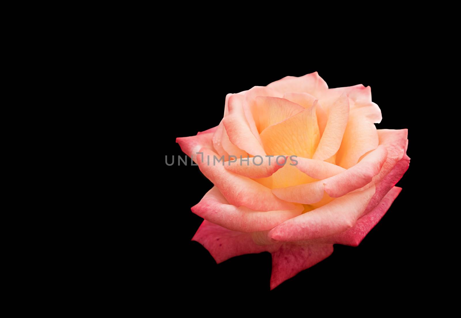 beautiful Rose flower symbol of love isolated on black background with copy space for greeting or condolences card