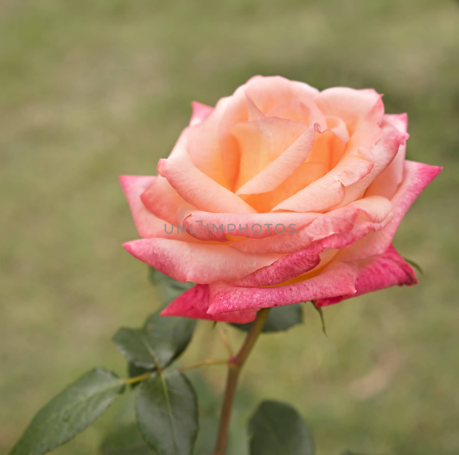 Beautiful rose flower in garden growing by sherj
