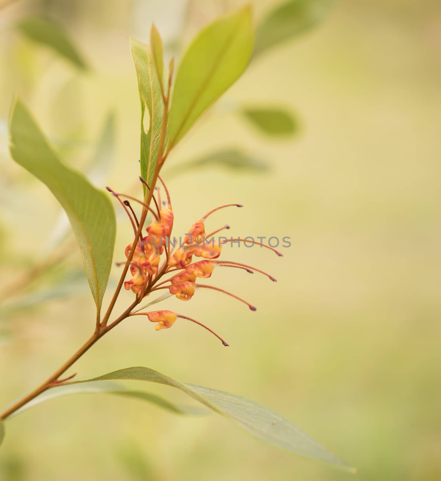 Australian native wildflower Grevillea spider flower by sherj