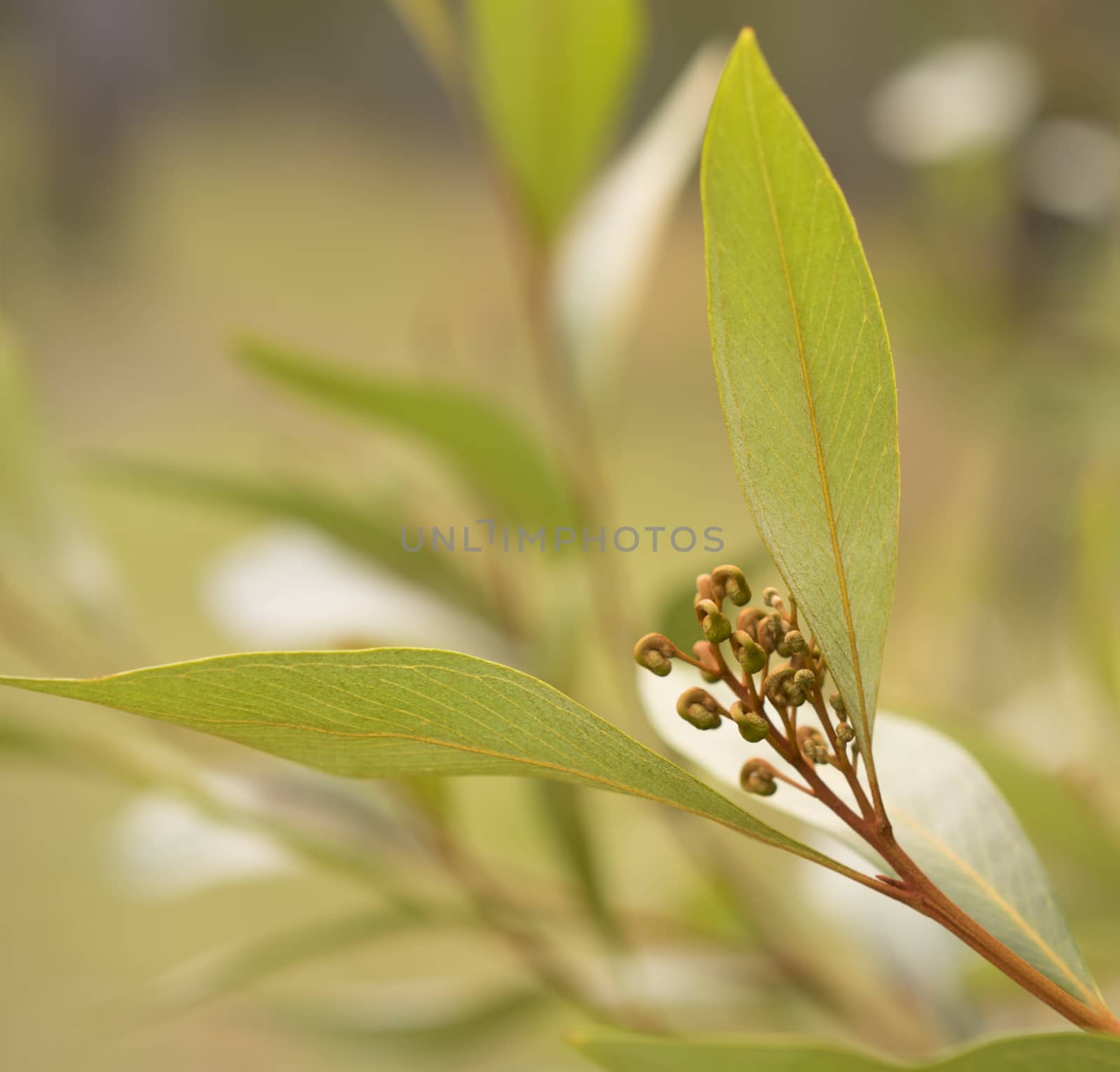 Australian wildflower Grevillea buds by sherj