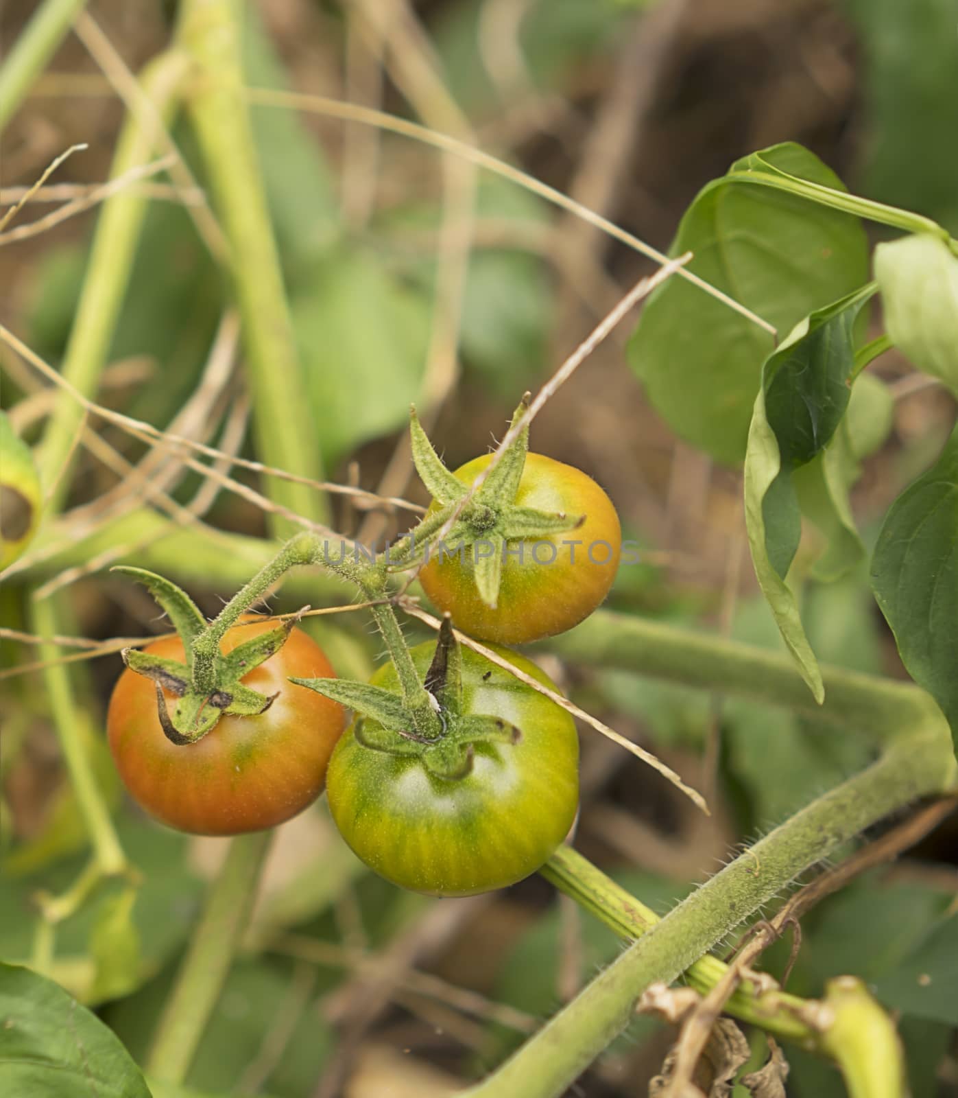 Wild Australian bush tomatoes ripening on vine with red tomato and green tomato