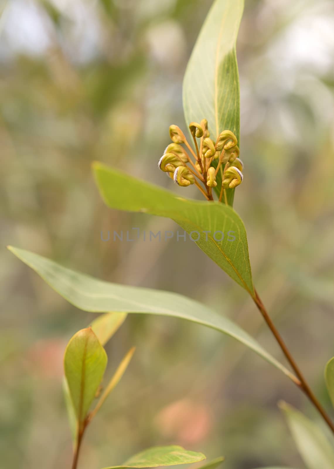 Australian native Grevillea flower buds first stage of growth with spider flower starting to emerge