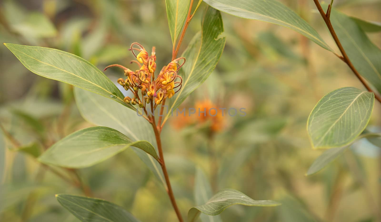 Australian Grevillea flower young inflorescence with hairy styles emerging from perianths and green foliage 