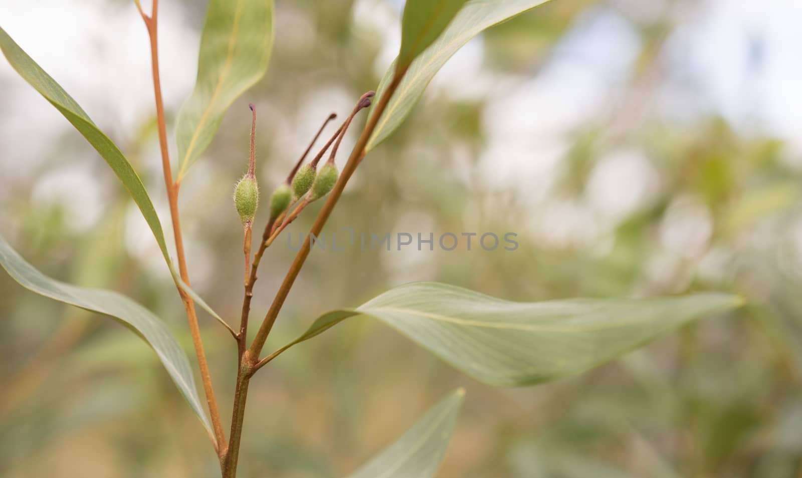 Green seed pods of australian Grevillea orange marmalade closeup with leafy foliage