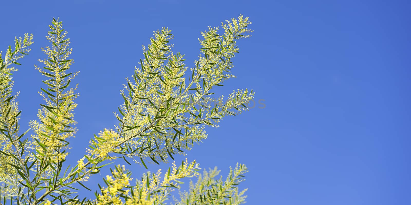 Bright Australian spring background Golden Wattle and blue sky by sherj