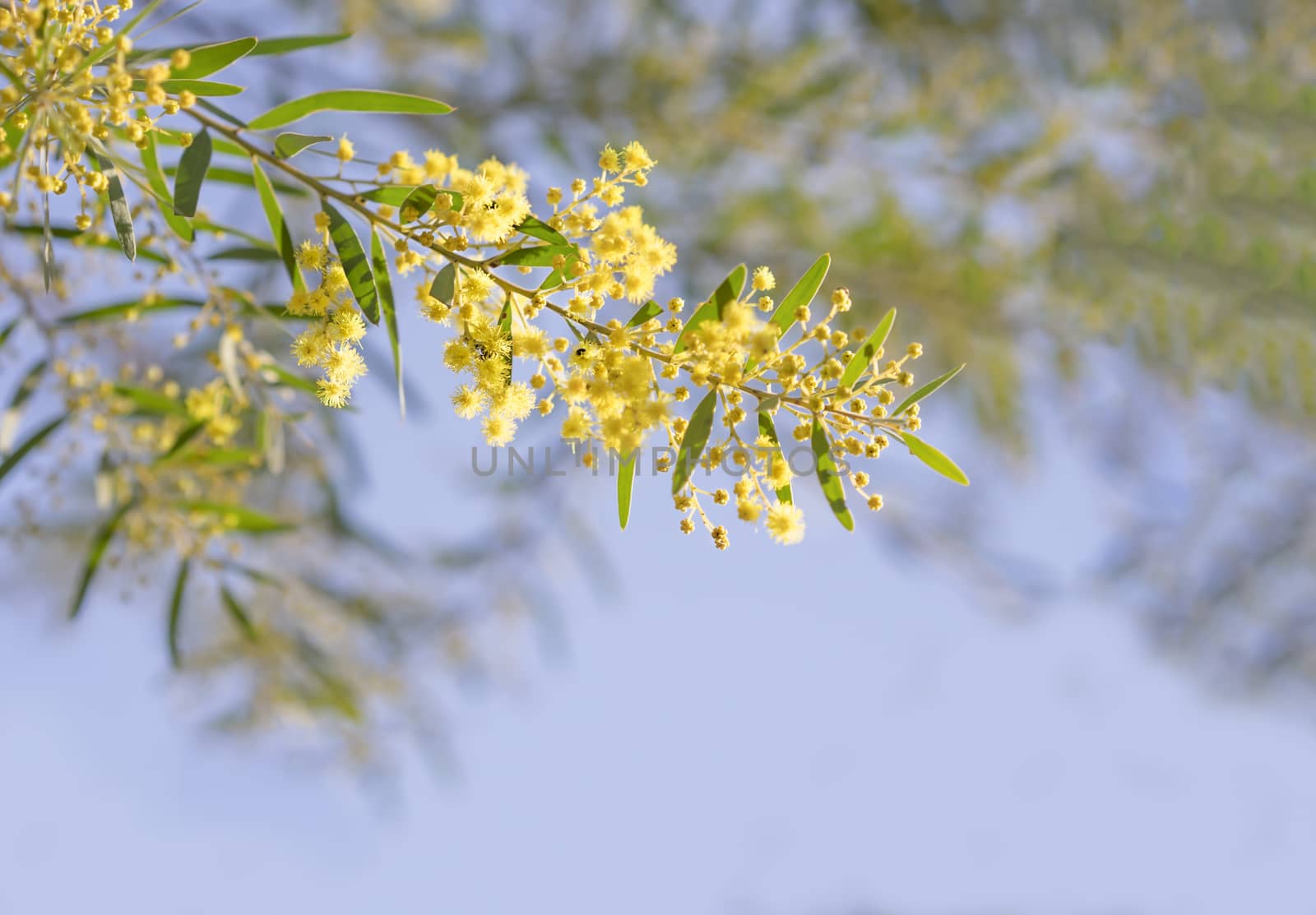 Australian yellow spring flowers Acacia fimbriata Brisbane Golde by sherj