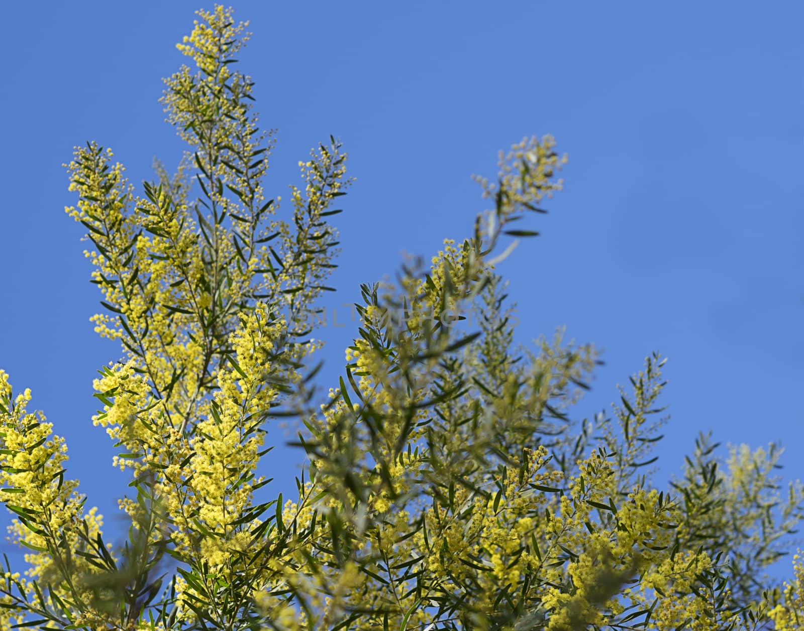 Iconic Australian Spring Wildflower Golden Wattle Acacia fimbriata against clear blue sky