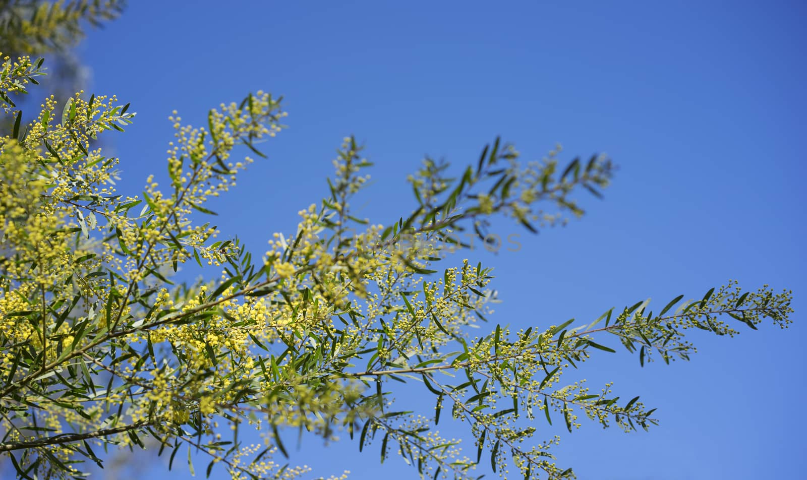 Sunny day background Australian yellow golden wattle Acacia fimbriata against blue sky