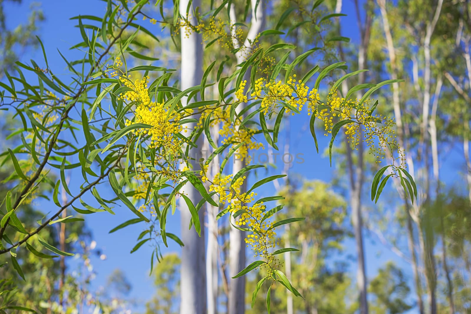 In Spring Australian Golden Wattle in a Splash of Sunlight by sherj